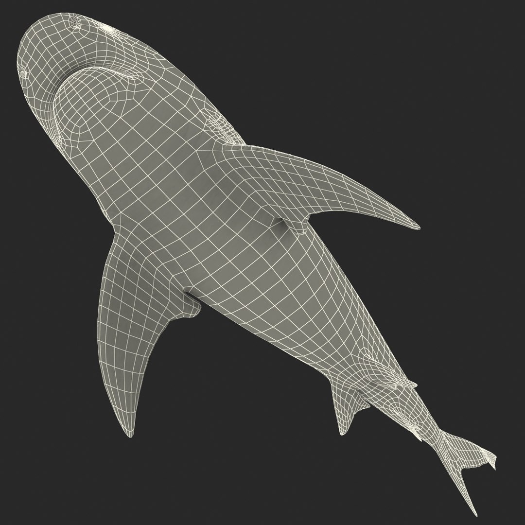 3d model of bull shark rigged https://p.turbosquid.com/ts-thumb/tY/lc45CB/29lIcoS8/bullsharkriggedcinema4d3dmodel38/jpg/1482069676/1920x1080/fit_q87/45d11f8fe7902724306931407b9e0a8a9b1c3dea/bullsharkriggedcinema4d3dmodel38.jpg