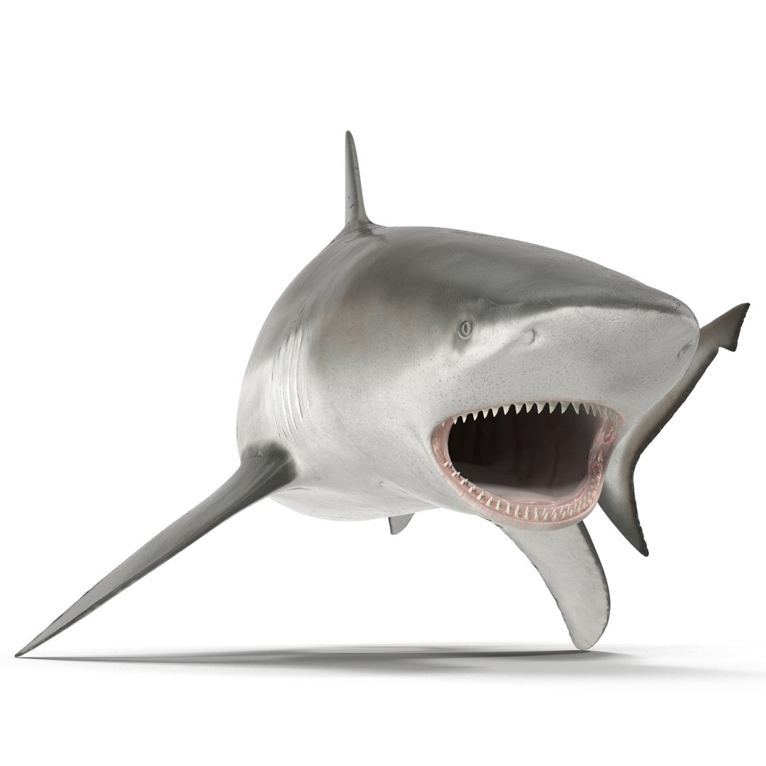 3d model of bull shark rigged https://p.turbosquid.com/ts-thumb/tY/lc45CB/7FgjMhh3/bullsharkriggedcinema4d3dmodel16/jpg/1482069675/1920x1080/fit_q87/282e9ec79750ba946290e79982ac61028a9e9ec7/bullsharkriggedcinema4d3dmodel16.jpg