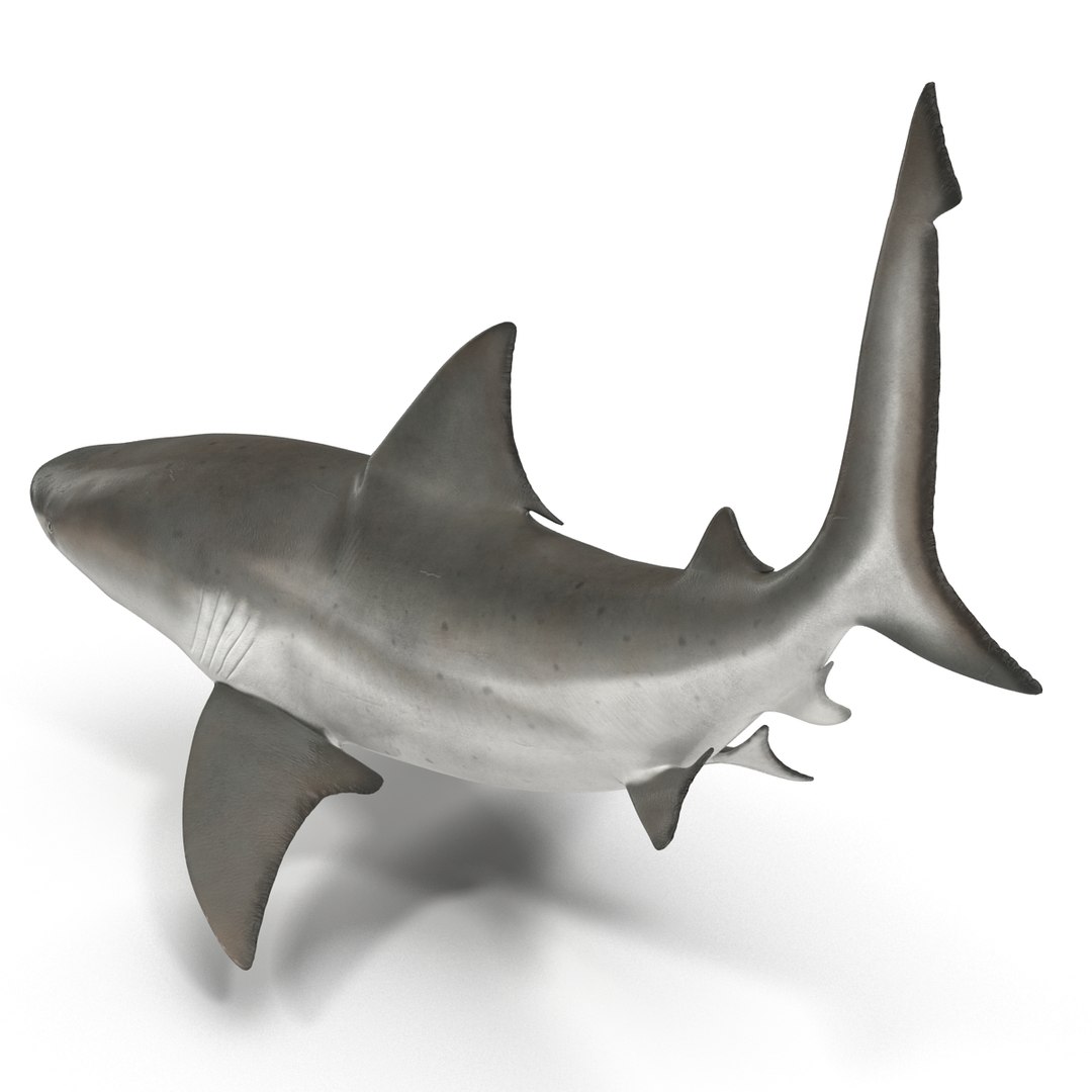 3d model of bull shark rigged https://p.turbosquid.com/ts-thumb/tY/lc45CB/B4YG0IbJ/bullsharkriggedcinema4d3dmodel05/jpg/1482069675/1920x1080/fit_q87/a4323c23f5836442945be9cd557d6e9b13caeb47/bullsharkriggedcinema4d3dmodel05.jpg