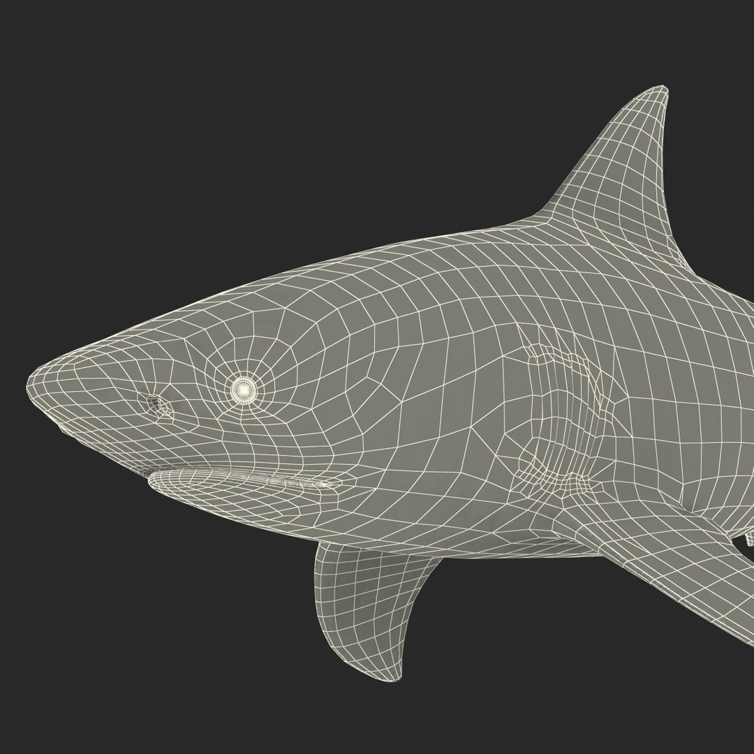 3d model of bull shark rigged https://p.turbosquid.com/ts-thumb/tY/lc45CB/En0HHWiU/bullsharkriggedcinema4d3dmodel44/jpg/1482069676/1920x1080/fit_q87/d4ada5c22fdbf3b0b1b187a2b984429c28899da9/bullsharkriggedcinema4d3dmodel44.jpg