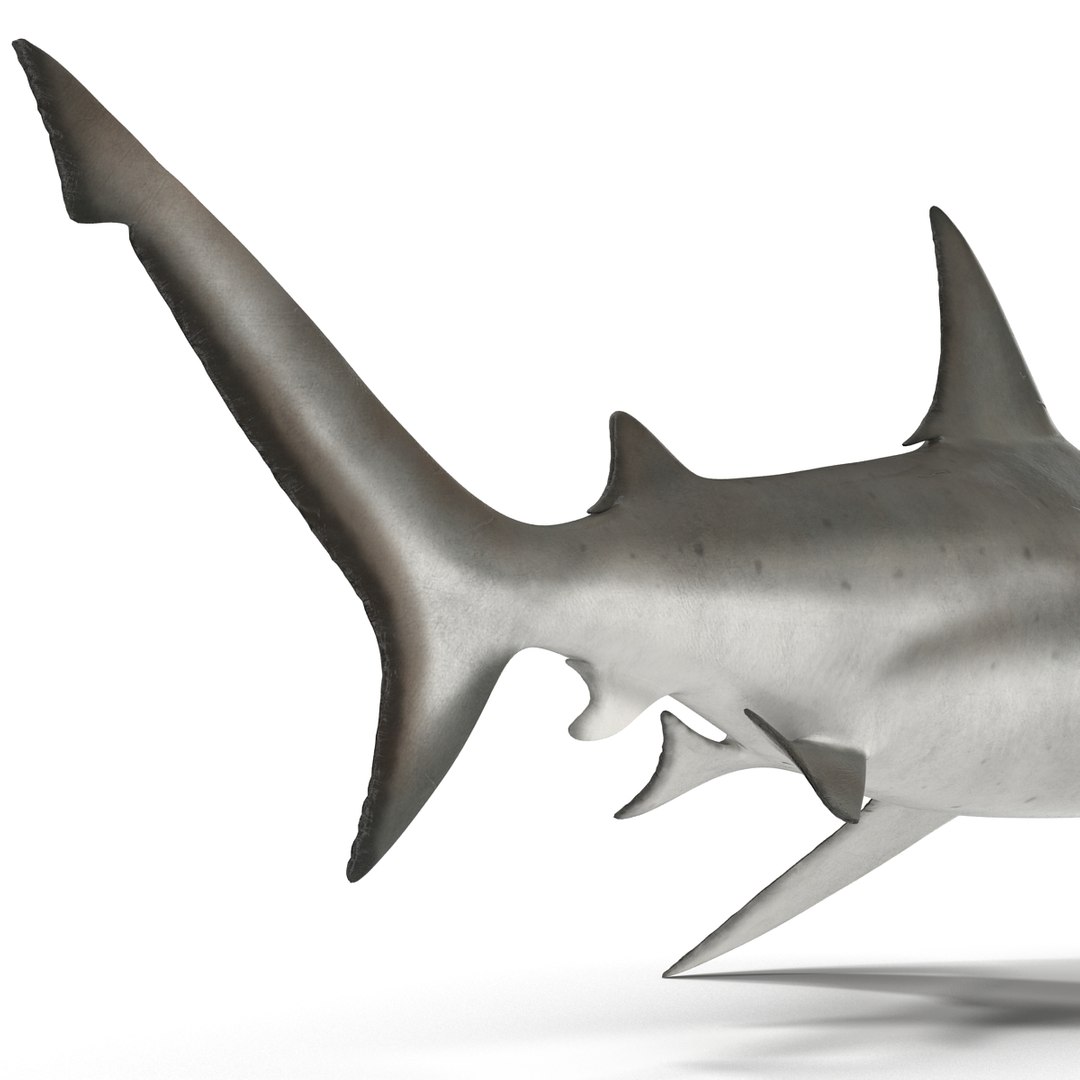 3d model of bull shark rigged https://p.turbosquid.com/ts-thumb/tY/lc45CB/EuF1qNlG/bullsharkriggedcinema4d3dmodel28/jpg/1482069676/1920x1080/fit_q87/2dac15df0a65db137ab09f2d0040fc1d26ff27c1/bullsharkriggedcinema4d3dmodel28.jpg