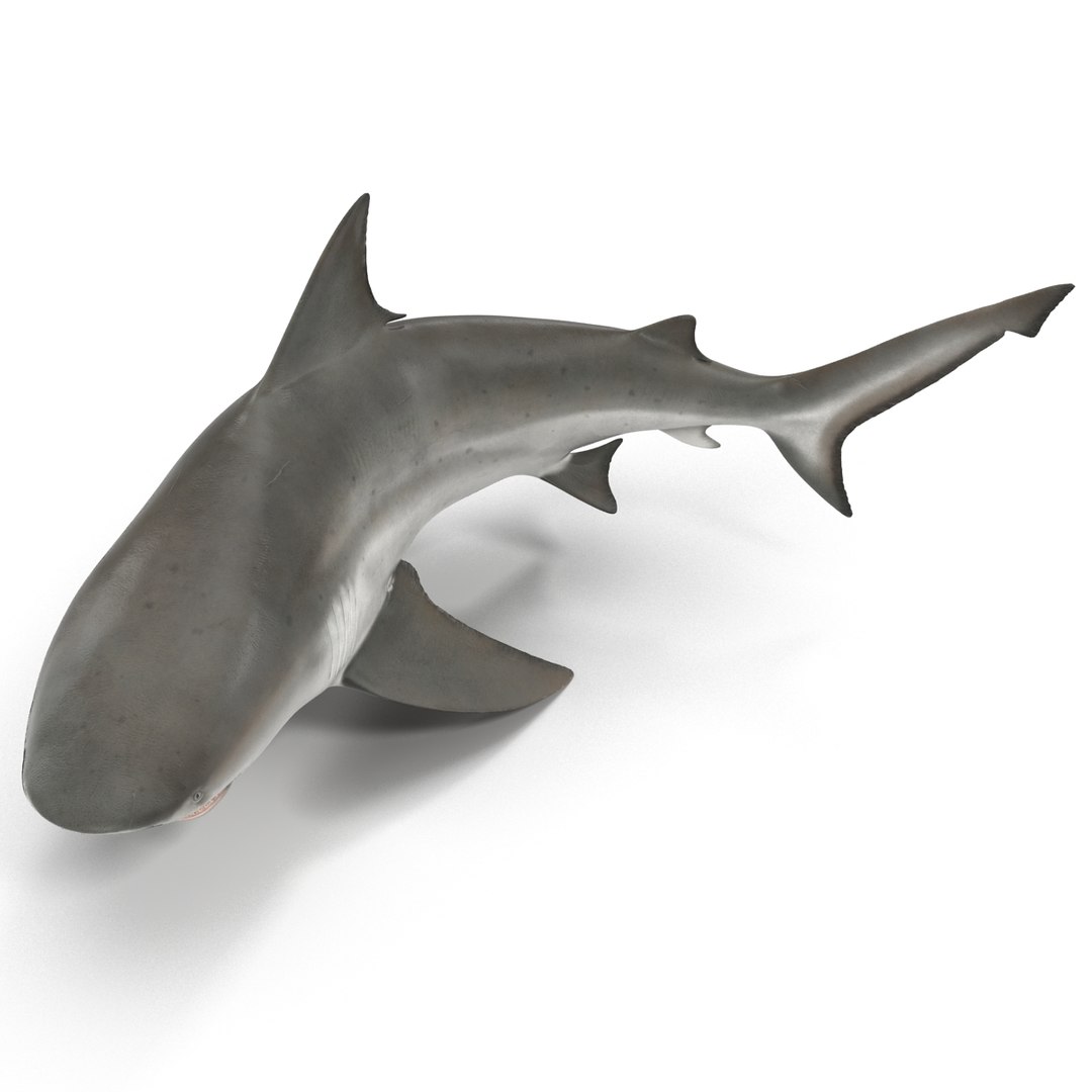 3d model of bull shark rigged https://p.turbosquid.com/ts-thumb/tY/lc45CB/GPrRztB7/bullsharkriggedcinema4d3dmodel11/jpg/1482069675/1920x1080/fit_q87/6cafb3c99596e58f9ddee4665f5d2bcb3981293d/bullsharkriggedcinema4d3dmodel11.jpg