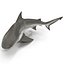 Акула быка, сфальсифицированная для Cinema 4D