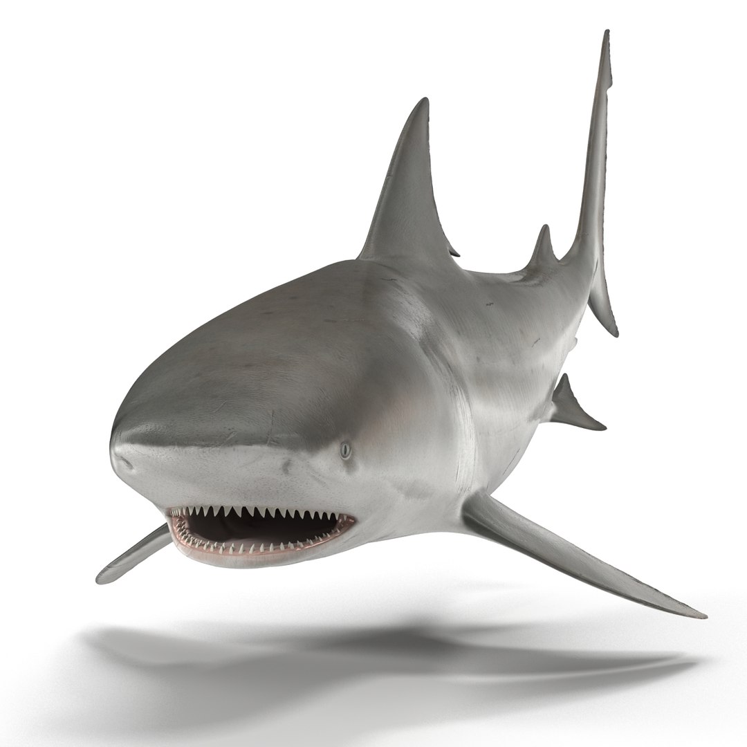 3d model of bull shark rigged https://p.turbosquid.com/ts-thumb/tY/lc45CB/HVQiIe7o/bullsharkriggedcinema4d3dmodel03/jpg/1482069675/1920x1080/fit_q87/e497448c2e73bcbf3d767831328e843bc079fad1/bullsharkriggedcinema4d3dmodel03.jpg