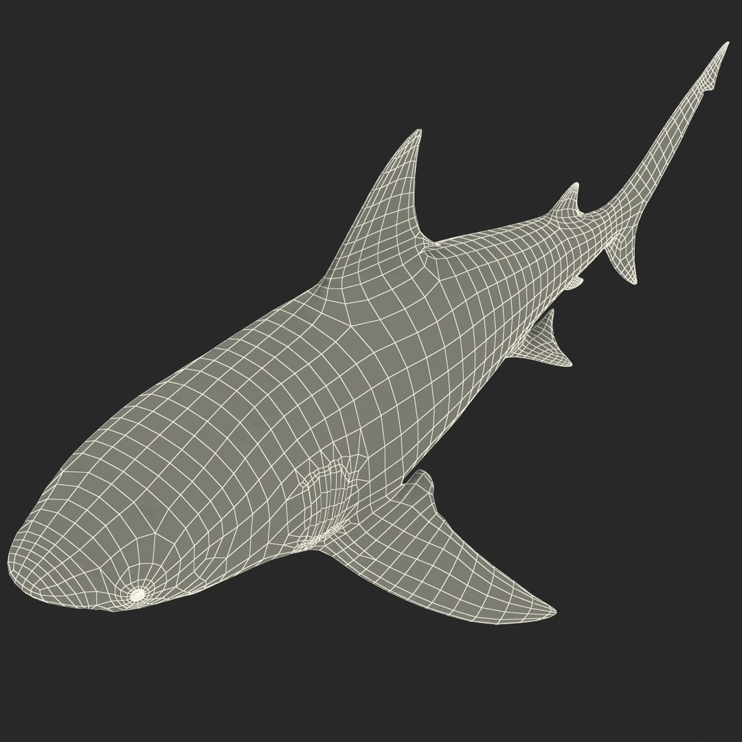 3d model of bull shark rigged https://p.turbosquid.com/ts-thumb/tY/lc45CB/KZKzVxUK/bullsharkriggedcinema4d3dmodel40/jpg/1482069676/1920x1080/fit_q87/8a55ee87027942d5be210bc843ef4df85b349de7/bullsharkriggedcinema4d3dmodel40.jpg