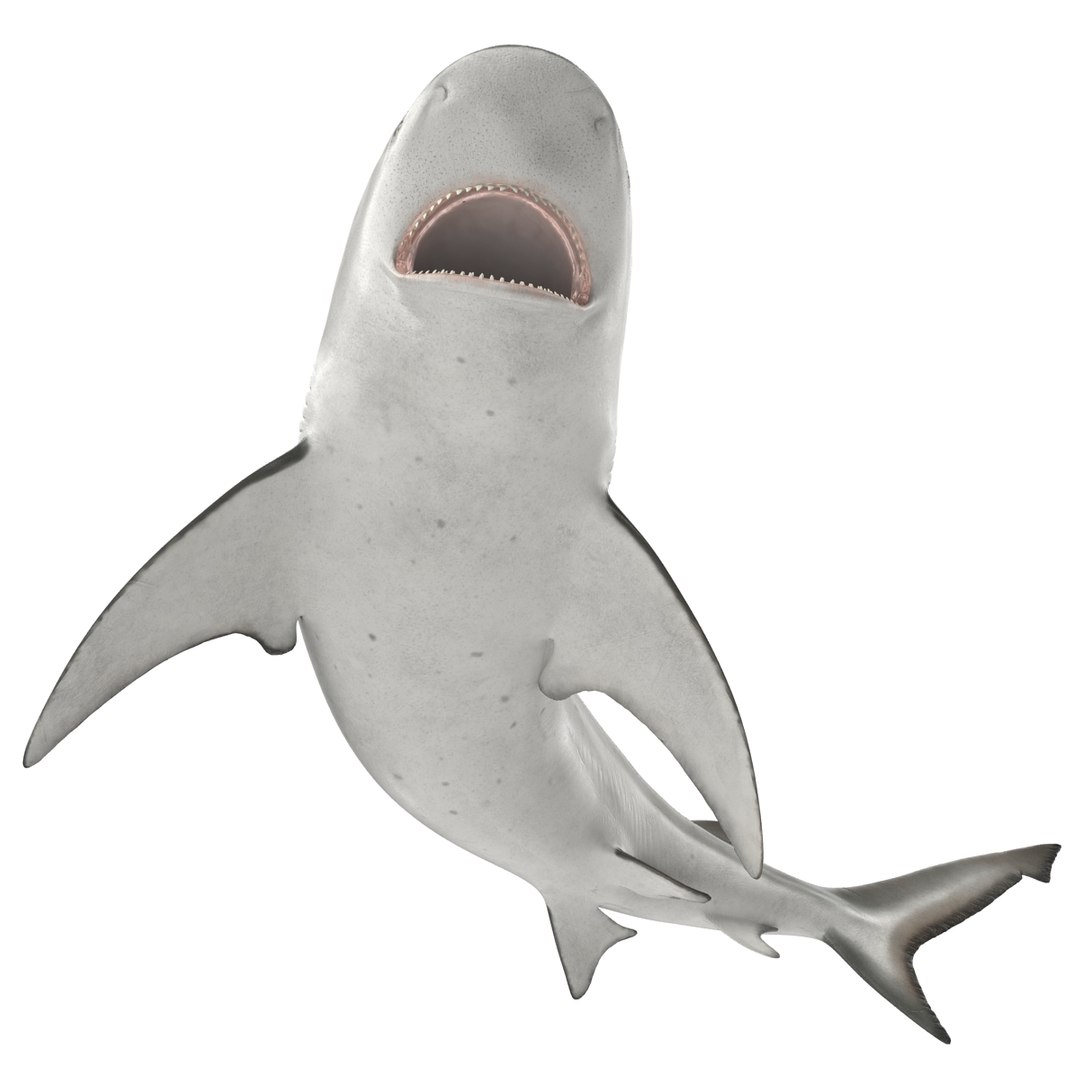 3d model of bull shark rigged https://p.turbosquid.com/ts-thumb/tY/lc45CB/LCi0LJ8W/bullsharkriggedcinema4d3dmodel17/jpg/1482069675/1920x1080/fit_q87/45d755b995adc205e565ed44cbc9735e37247cf6/bullsharkriggedcinema4d3dmodel17.jpg
