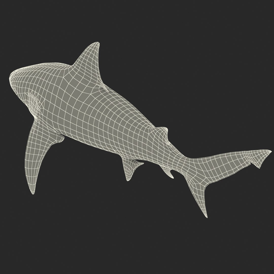 3d model of bull shark rigged https://p.turbosquid.com/ts-thumb/tY/lc45CB/PbwgYsCv/bullsharkriggedcinema4d3dmodel41/jpg/1482069676/1920x1080/fit_q87/e31508cdb66c29e3f80a04af877f2483cefd74d5/bullsharkriggedcinema4d3dmodel41.jpg