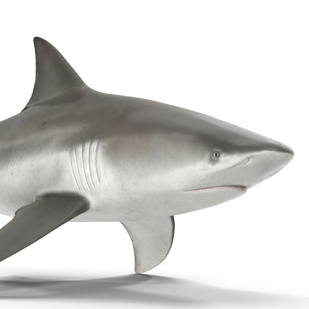 3d model of bull shark rigged https://p.turbosquid.com/ts-thumb/tY/lc45CB/SZvRt252/bullsharkriggedcinema4d3dmodel06/jpg/1482069675/1920x1080/fit_q87/725cde0cb0d2628f5494b4b5bd2d7bf22d5ad57f/bullsharkriggedcinema4d3dmodel06.jpg