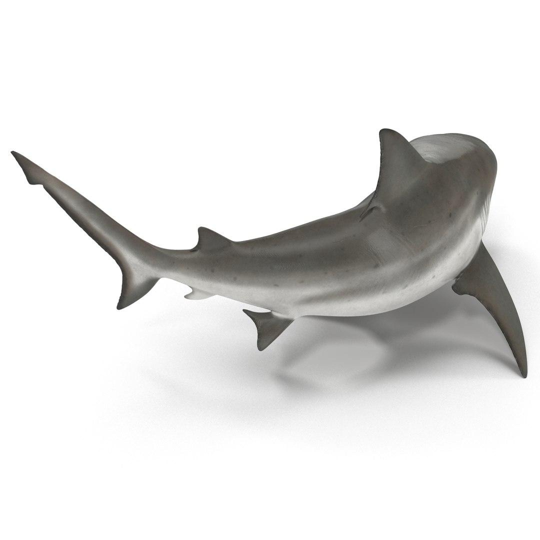 3d model of bull shark rigged https://p.turbosquid.com/ts-thumb/tY/lc45CB/VgqLaBcw/bullsharkriggedcinema4d3dmodel13/jpg/1482069675/1920x1080/fit_q87/058064f8f5d305d8cb121d13fdec2a30bb42e2d1/bullsharkriggedcinema4d3dmodel13.jpg