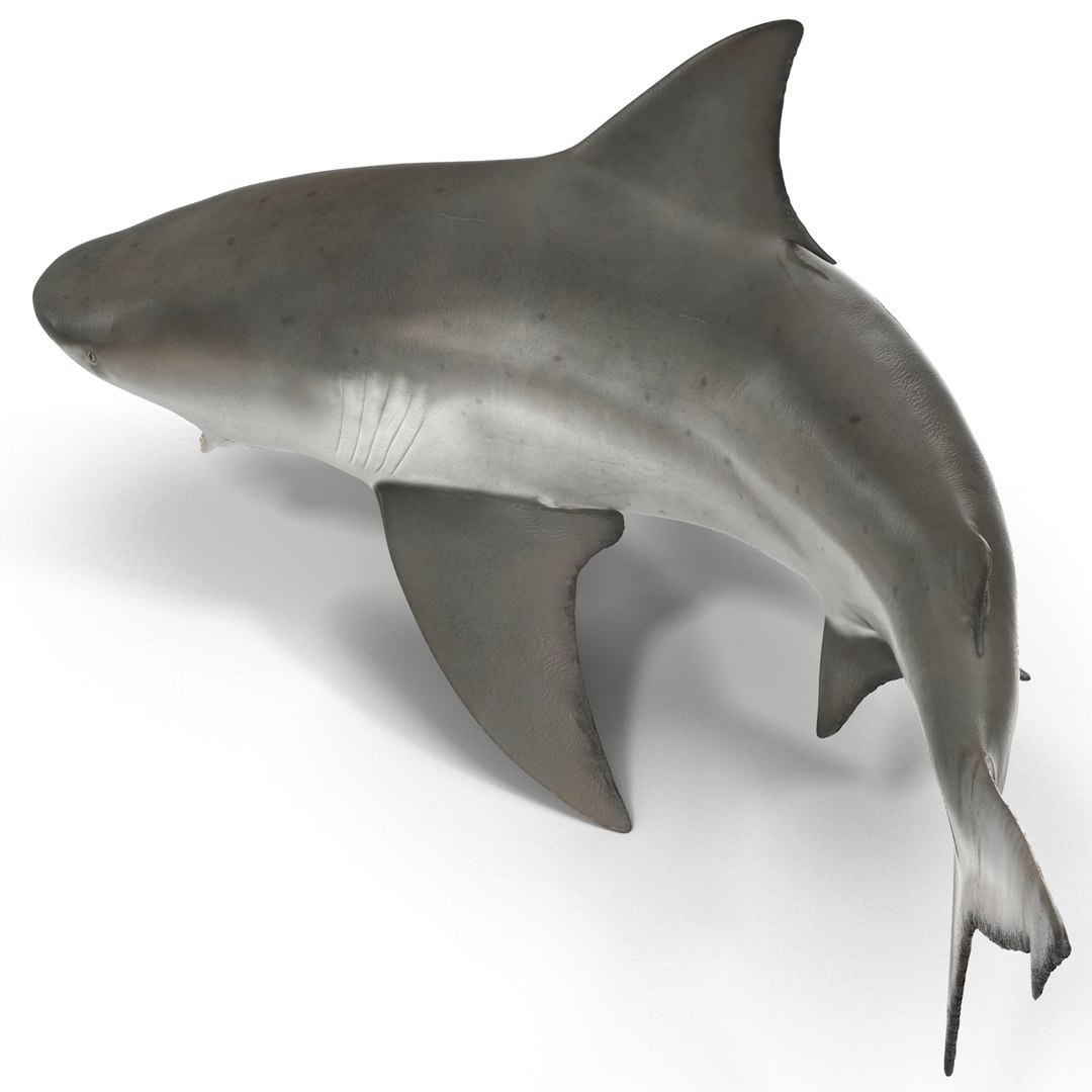 3d model of bull shark rigged https://p.turbosquid.com/ts-thumb/tY/lc45CB/WJxDZsRG/bullsharkriggedcinema4d3dmodel12/jpg/1482069675/1920x1080/fit_q87/a17b213f593b6fee5186019210a67a9c07fc98c4/bullsharkriggedcinema4d3dmodel12.jpg