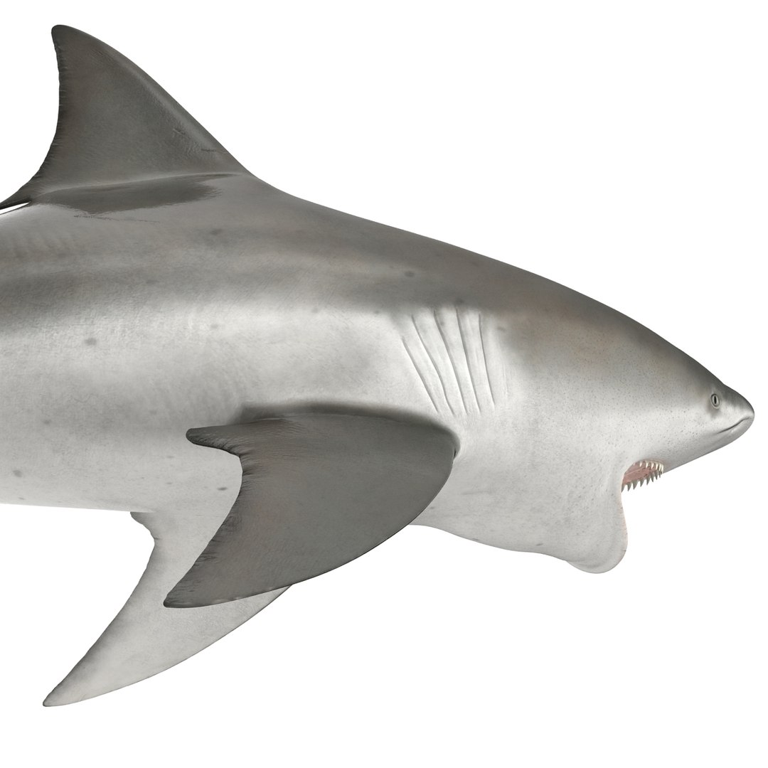 3d model of bull shark rigged https://p.turbosquid.com/ts-thumb/tY/lc45CB/X44U9Re6/bullsharkriggedcinema4d3dmodel26/jpg/1482069675/1920x1080/fit_q87/d0c9c5de348bb75b92458b87082b563d24693756/bullsharkriggedcinema4d3dmodel26.jpg