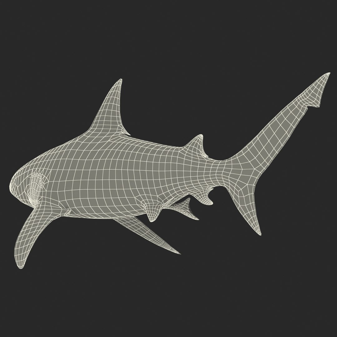 3d model of bull shark rigged https://p.turbosquid.com/ts-thumb/tY/lc45CB/XIEqr4Jn/bullsharkriggedcinema4d3dmodel37/jpg/1482069676/1920x1080/fit_q87/2768187f0010b169b7c3f7d04fbd034f331c8e9a/bullsharkriggedcinema4d3dmodel37.jpg