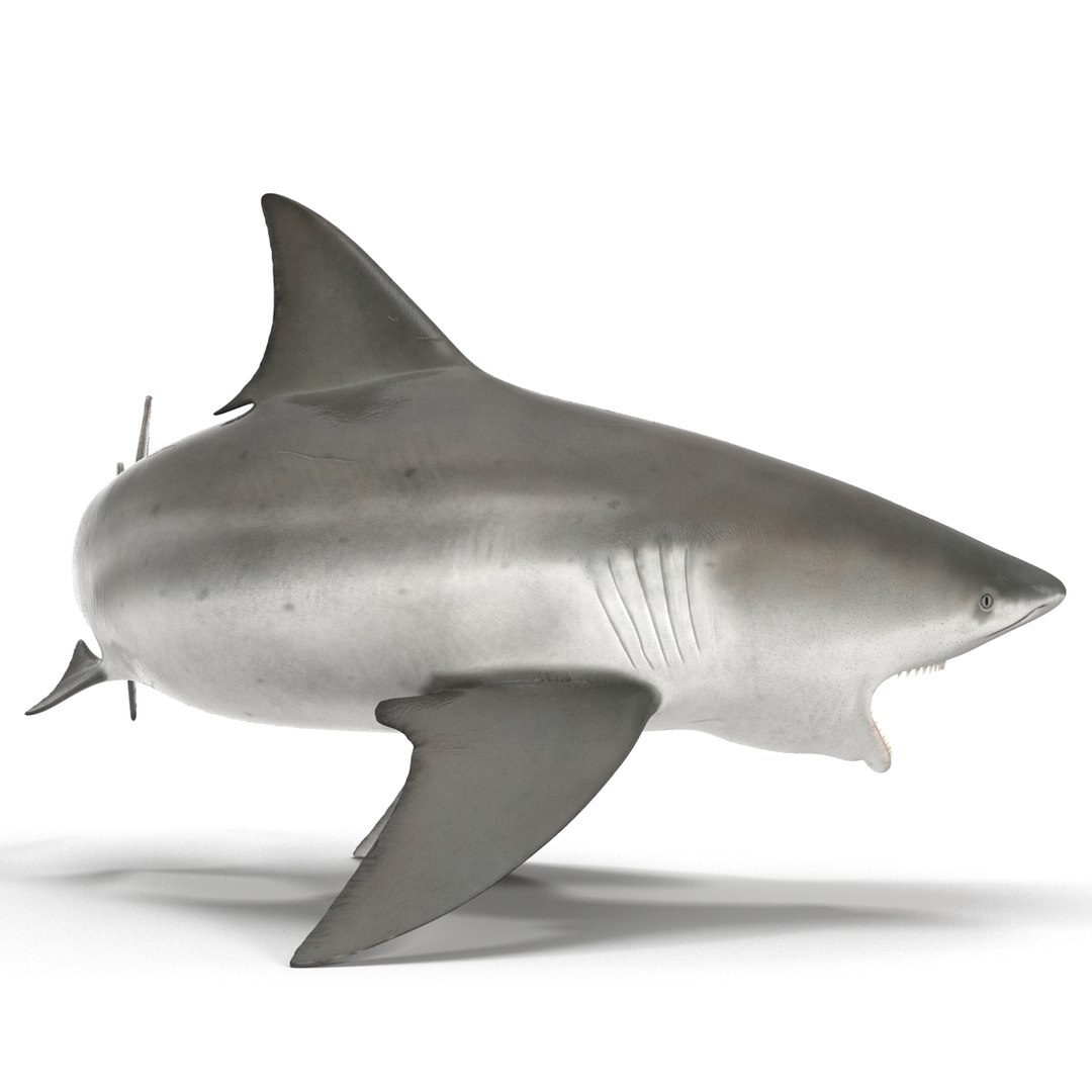 3d model of bull shark rigged https://p.turbosquid.com/ts-thumb/tY/lc45CB/bUz0ZhWe/bullsharkriggedcinema4d3dmodel10/jpg/1482069675/1920x1080/fit_q87/ab93c8d2845e0067b72f678f74cf711a1b0ced2c/bullsharkriggedcinema4d3dmodel10.jpg