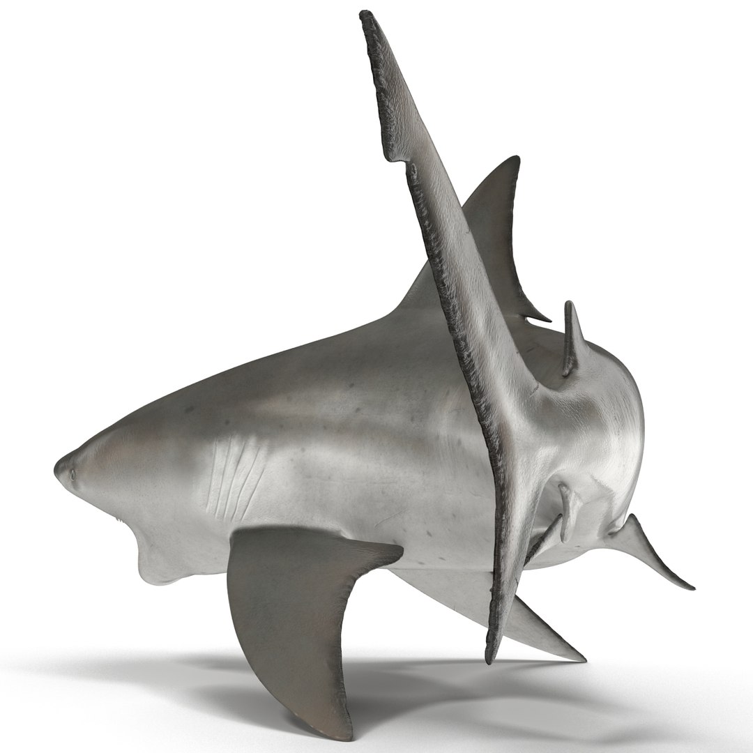 3d model of bull shark rigged https://p.turbosquid.com/ts-thumb/tY/lc45CB/gN4UZEji/bullsharkriggedcinema4d3dmodel15/jpg/1482069675/1920x1080/fit_q87/0fcf6666d339429be34947dfadc5cc23837c99d6/bullsharkriggedcinema4d3dmodel15.jpg