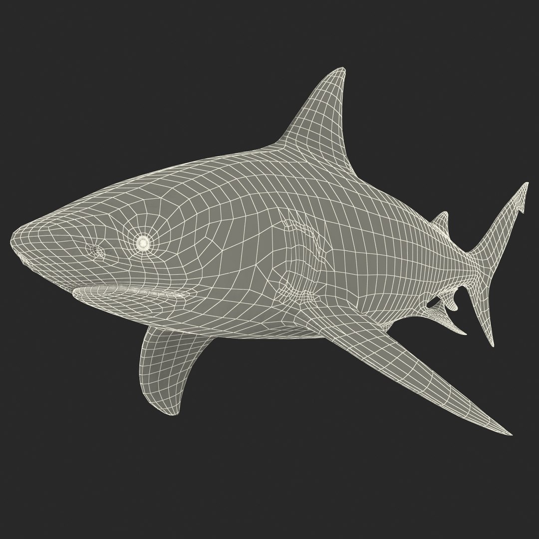 3d model of bull shark rigged https://p.turbosquid.com/ts-thumb/tY/lc45CB/jJp99Bx5/bullsharkriggedcinema4d3dmodel42/jpg/1482069676/1920x1080/fit_q87/87cbac3a9bce69166640efe834da56b4ef12d164/bullsharkriggedcinema4d3dmodel42.jpg