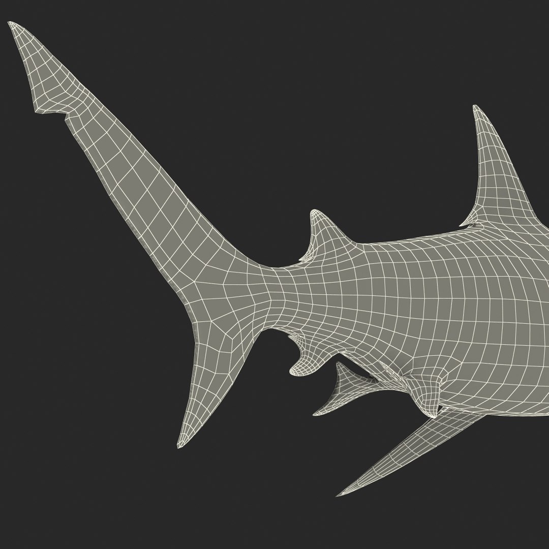 3d model of bull shark rigged https://p.turbosquid.com/ts-thumb/tY/lc45CB/mkrs2I9T/bullsharkriggedcinema4d3dmodel45/jpg/1482069676/1920x1080/fit_q87/a7c9ed86be54f09bfcde79e6d1b4984c6594d3eb/bullsharkriggedcinema4d3dmodel45.jpg