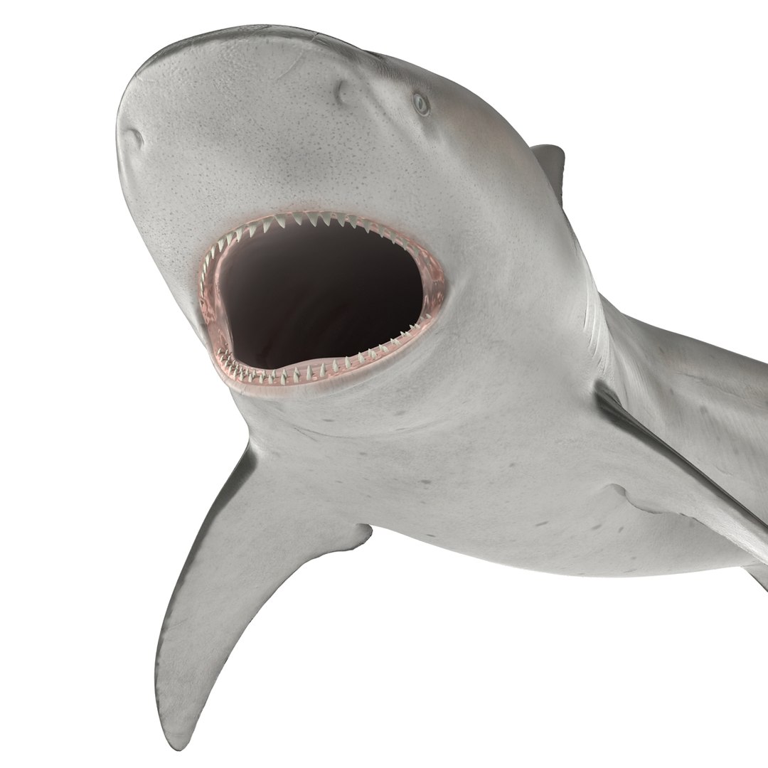 3d model of bull shark rigged https://p.turbosquid.com/ts-thumb/tY/lc45CB/ps2gklCB/bullsharkriggedcinema4d3dmodel25/jpg/1482069675/1920x1080/fit_q87/ab75d83ef5d128fb78d2239836ebe068a776b319/bullsharkriggedcinema4d3dmodel25.jpg