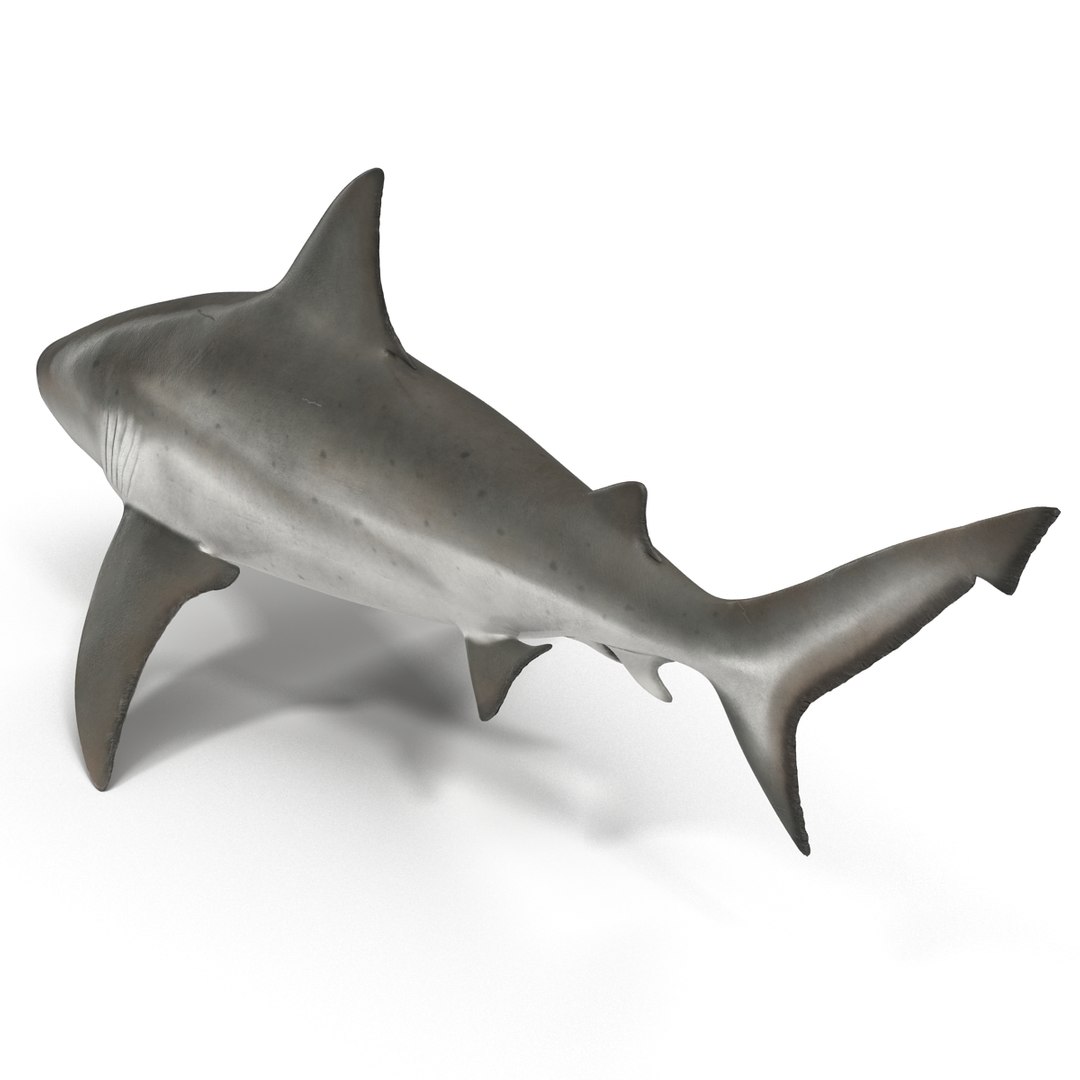 3d model of bull shark rigged https://p.turbosquid.com/ts-thumb/tY/lc45CB/ukHOLIMN/bullsharkriggedcinema4d3dmodel04/jpg/1482069675/1920x1080/fit_q87/2a1d2ce7aba7a3970aeba99f23749039b1b03a46/bullsharkriggedcinema4d3dmodel04.jpg