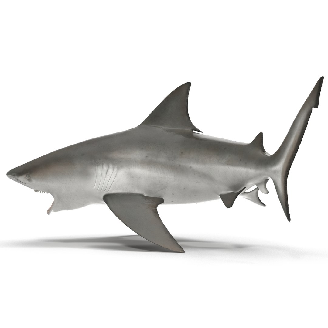 3d model of bull shark rigged https://p.turbosquid.com/ts-thumb/tY/lc45CB/w103iipS/bullsharkriggedcinema4d3dmodel08/jpg/1482069675/1920x1080/fit_q87/70816692cd570d2ba4a35a6cb43921ba67d85ec1/bullsharkriggedcinema4d3dmodel08.jpg