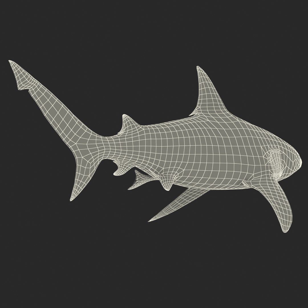 3d model of bull shark rigged https://p.turbosquid.com/ts-thumb/tY/lc45CB/wGncpMWy/bullsharkriggedcinema4d3dmodel43/jpg/1482069676/1920x1080/fit_q87/b953d56228c469e60226839ffb5f846c7c32f2c1/bullsharkriggedcinema4d3dmodel43.jpg