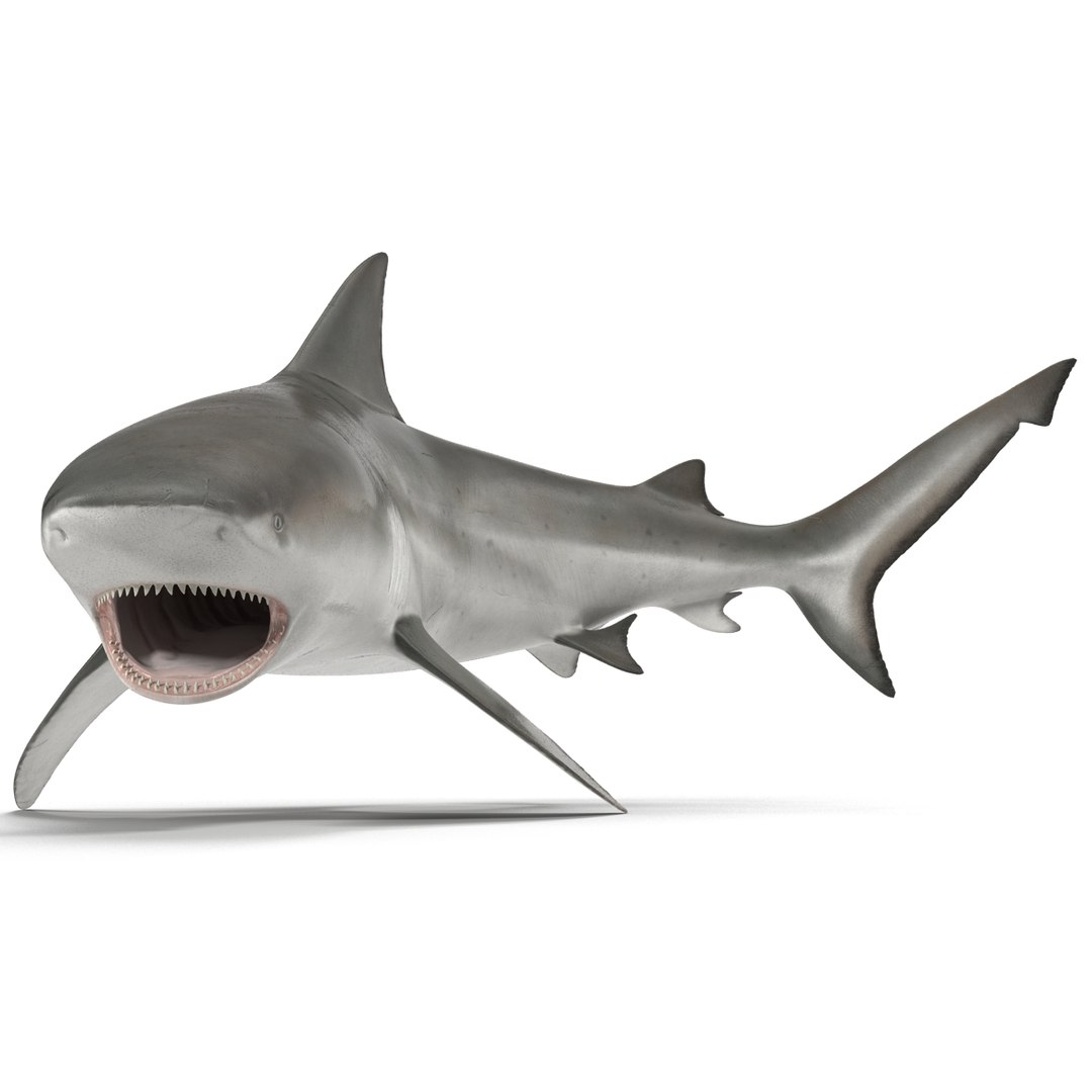 3d model of bull shark rigged https://p.turbosquid.com/ts-thumb/tY/lc45CB/yJ2XqgKe/bullsharkriggedcinema4d3dmodel14/jpg/1482069675/1920x1080/fit_q87/e523847a348b1e7c1cac0293e63ab7a32a4aa557/bullsharkriggedcinema4d3dmodel14.jpg