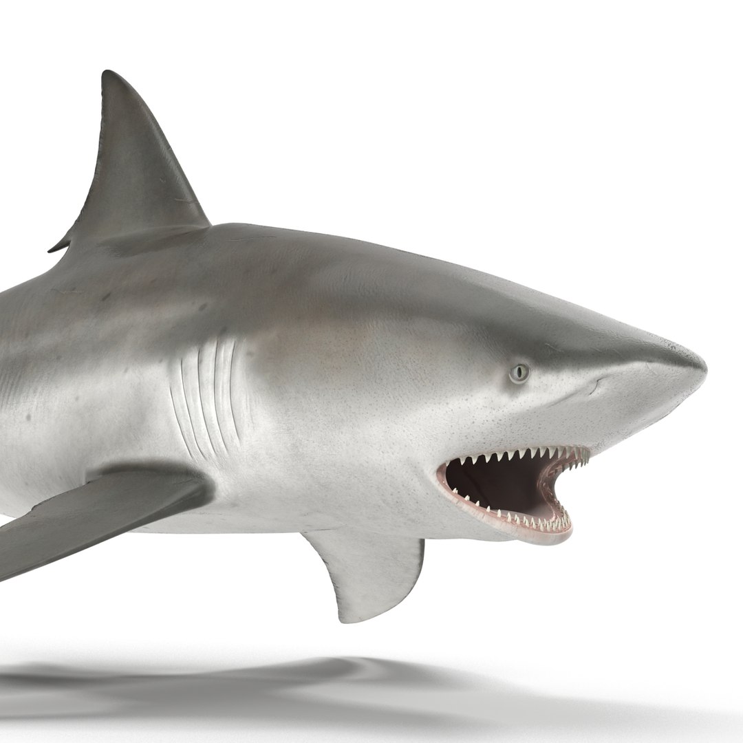 3d model of bull shark rigged https://p.turbosquid.com/ts-thumb/tY/lc45CB/ySpwF5gC/bullsharkriggedcinema4d3dmodel07/jpg/1482069675/1920x1080/fit_q87/0d57e3e48b1748b529ae5872262aac6696bc5998/bullsharkriggedcinema4d3dmodel07.jpg