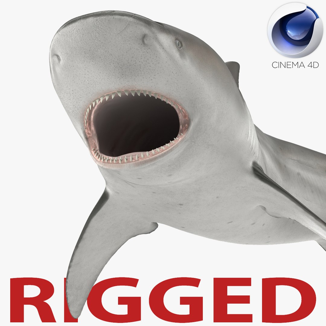 Bull Shark Rigged for Cinema 4D 3D model preview