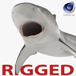 3d model of bull shark rigged