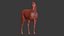 Cavalo