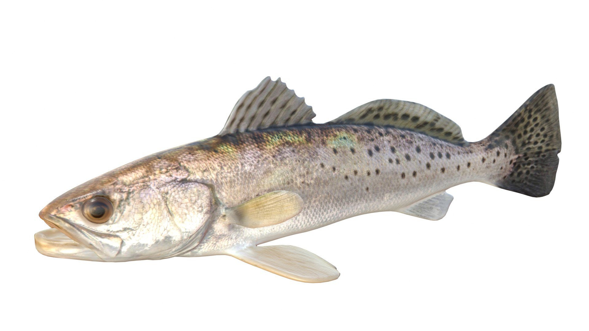 3D Spotted Seatrout fish model https://p.turbosquid.com/ts-thumb/tZ/169Efw/4V/1/jpg/1767514099/1920x1080/fit_q87/05f30e704f6ecf65a44cb6da177c0fc6a80b08ec/1.jpg