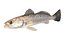 Spotted Seatrout fish