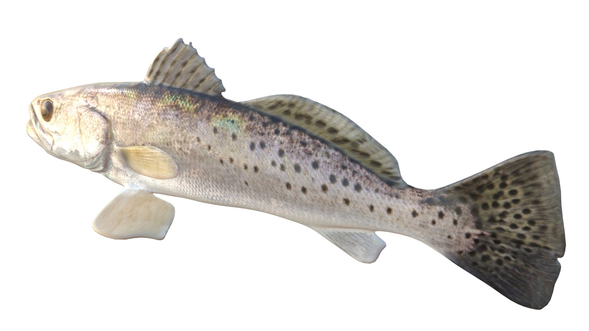 3D Spotted Seatrout fish model https://p.turbosquid.com/ts-thumb/tZ/169Efw/AC/2/jpg/1767514101/1920x1080/fit_q87/4bd6d57b76888cefb36154369d4c67f4e1dbefc5/2.jpg