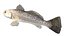 Spotted Seatrout fish