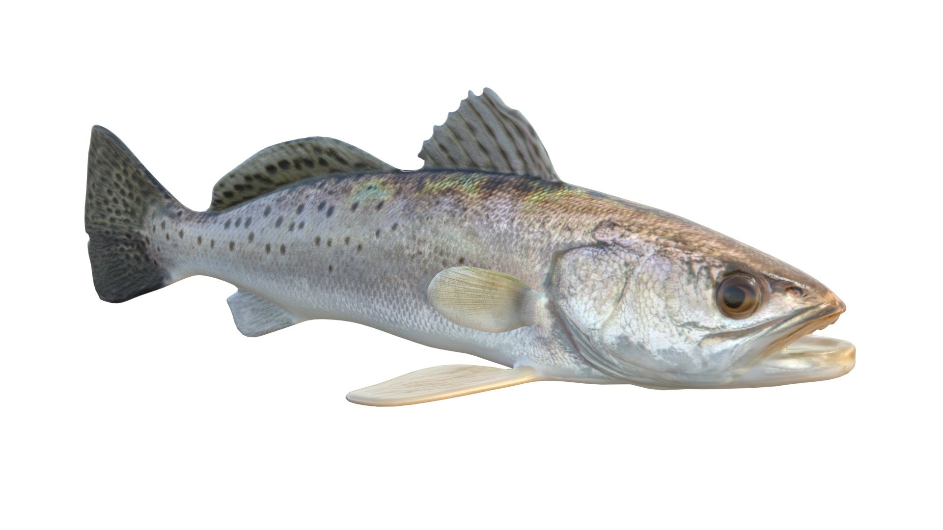 3D Spotted Seatrout fish model https://p.turbosquid.com/ts-thumb/tZ/169Efw/GY/4/jpg/1767514101/1920x1080/fit_q87/fd66a9e8d2b021873b9740246f4b8018958639e7/4.jpg