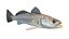 Spotted Seatrout fish