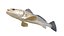 Spotted Seatrout fish