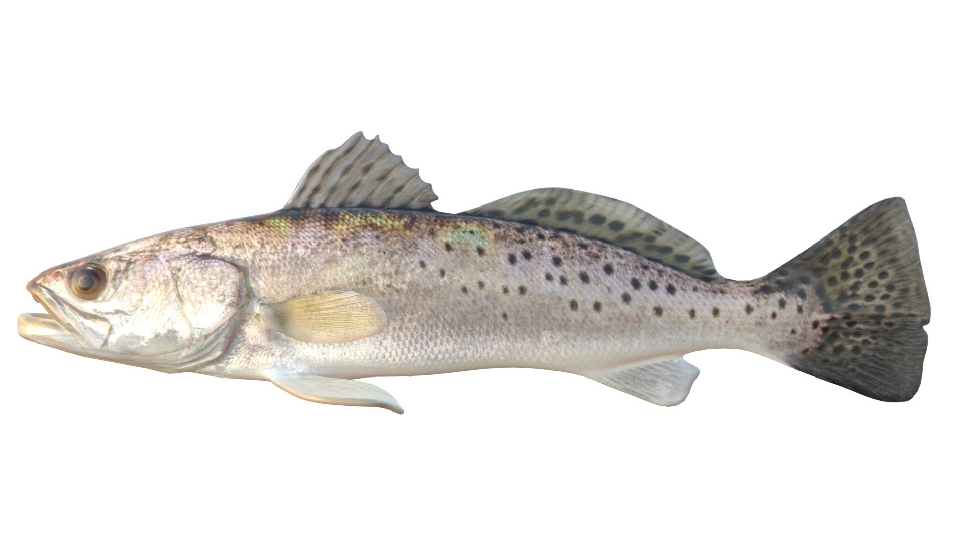 3D Spotted Seatrout fish model https://p.turbosquid.com/ts-thumb/tZ/169Efw/ub/3/jpg/1767514102/1920x1080/fit_q87/33004ce410419b0904e7dc1304532caa9fa5e8bf/3.jpg