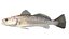 Spotted Seatrout fish