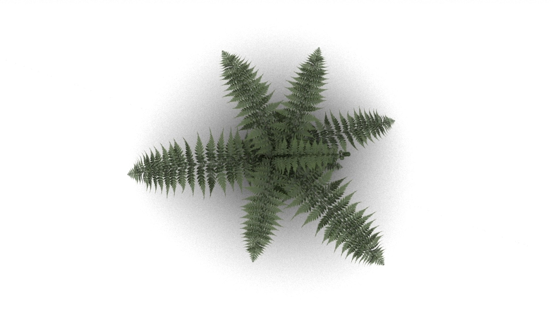 fern 3d model https://p.turbosquid.com/ts-thumb/tZ/5XTXjH/zuv66K56/farn_render_v02/jpg/1385045972/1920x1080/fit_q87/cd5a77ef0b937b8138bb39900eb426e4f890b990/farn_render_v02.jpg
