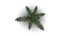 Fern