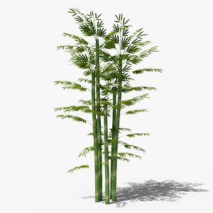 3D Bamboo plant bush