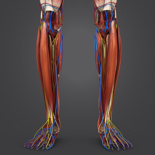 3D model muscles nerves arteries veins - TurboSquid 1269577