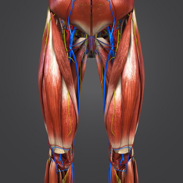 3D model muscles nerves arteries veins - TurboSquid 1269577