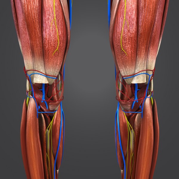 3D model muscles nerves arteries veins - TurboSquid 1269577