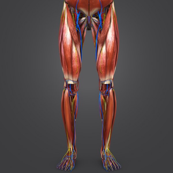 3D model muscles nerves arteries veins - TurboSquid 1269577