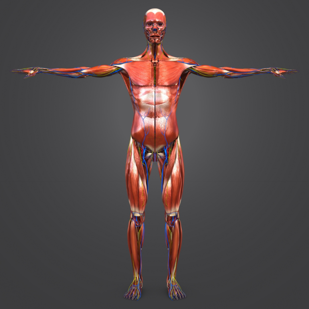 3D model muscles nerves arteries veins - TurboSquid 1269577