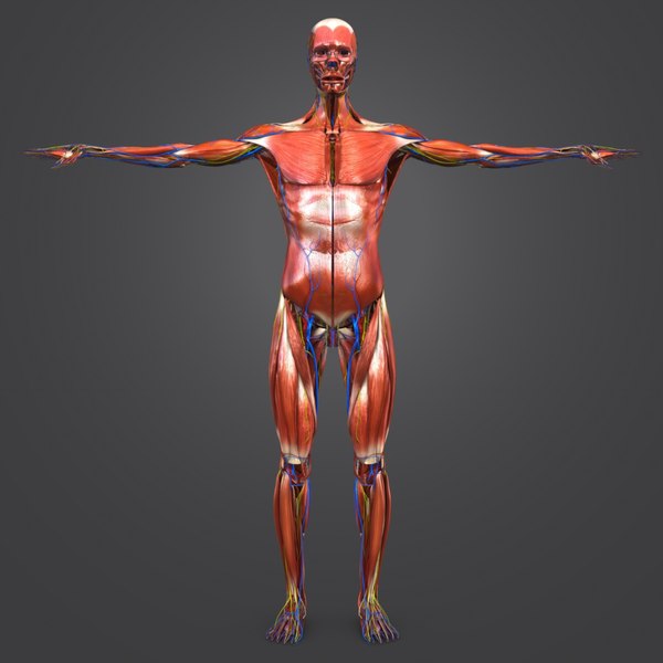 3D model muscles nerves arteries veins - TurboSquid 1269577