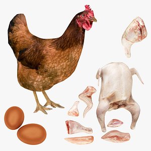 3D Chicken, Meat, Egg Collection