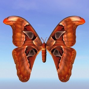 3d moth bhutntis