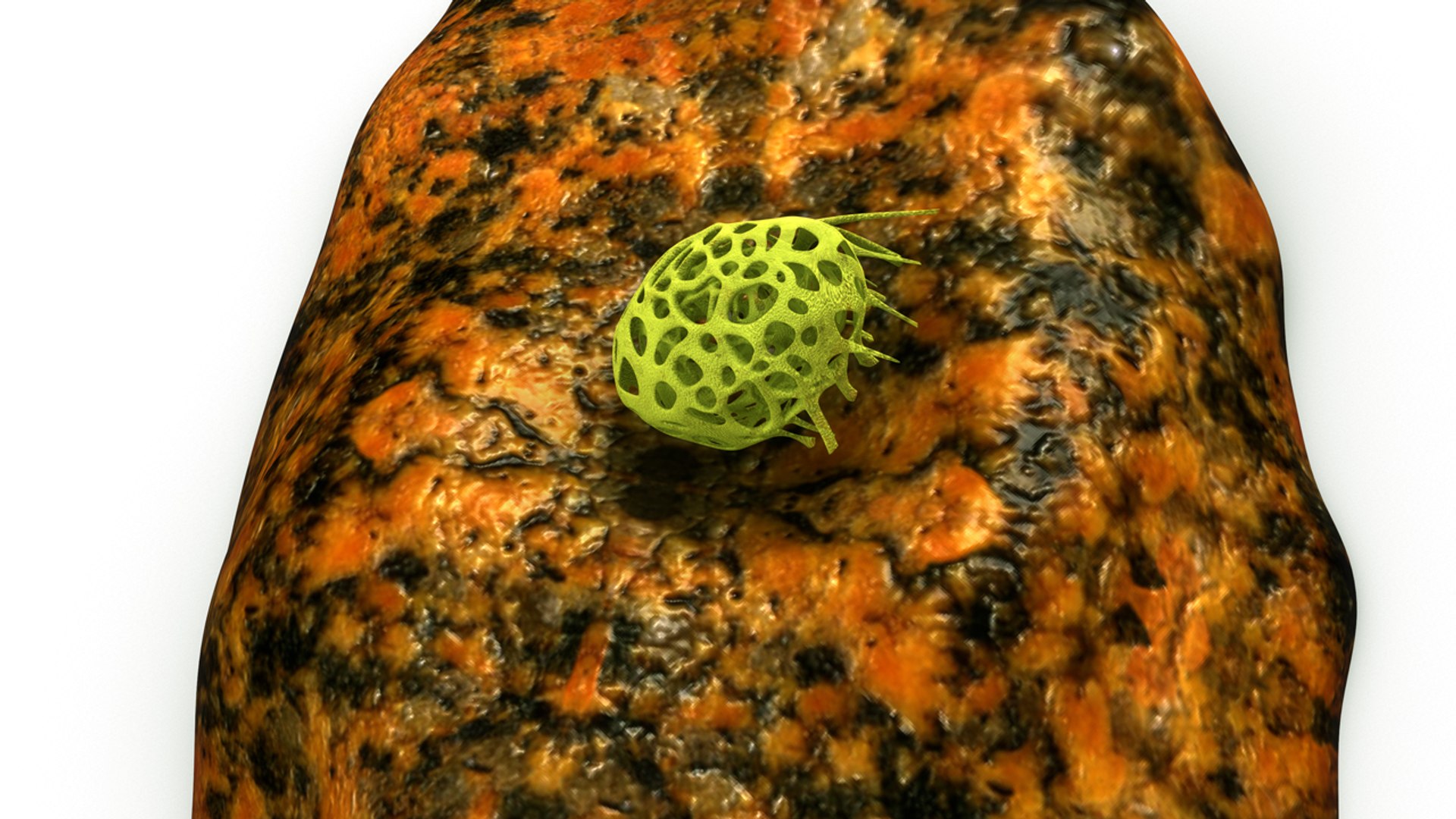 clathrina obj https://p.turbosquid.com/ts-thumb/tZ/KJuld4/N63ZoskC/b0390clathrina_perspective.0001/jpg/1479900659/1920x1080/fit_q87/118898ef55b3cc745dae966e62ec0e07ab02c6a4/b0390clathrina_perspective.0001.jpg